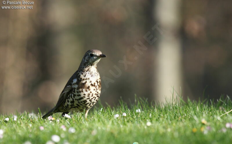 Mistle Thrush