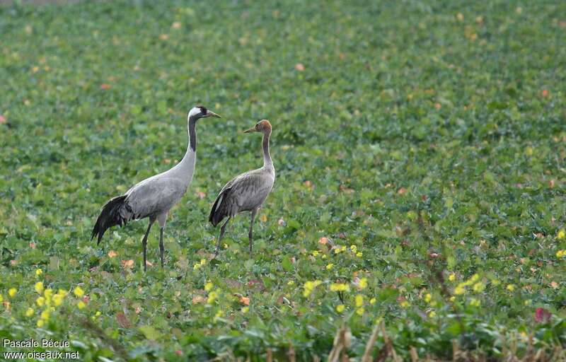 Common Crane, Reproduction-nesting