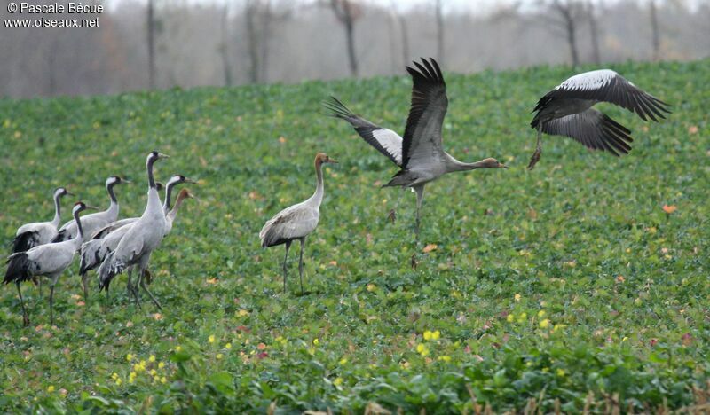 Common Crane