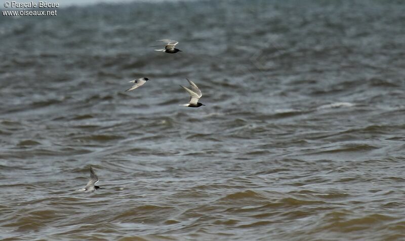 Black Tern, Flight