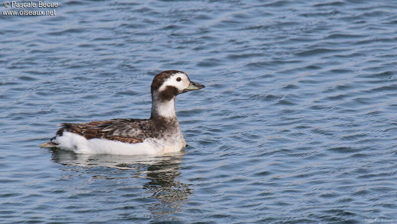 Harelde boréale femelle adulte, identification