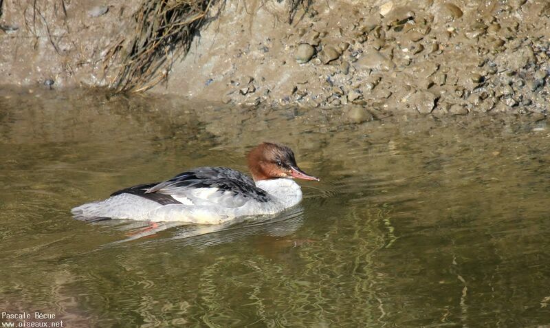 Common Merganser female adult