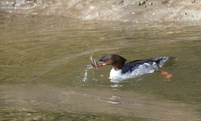 Common Merganser female adult