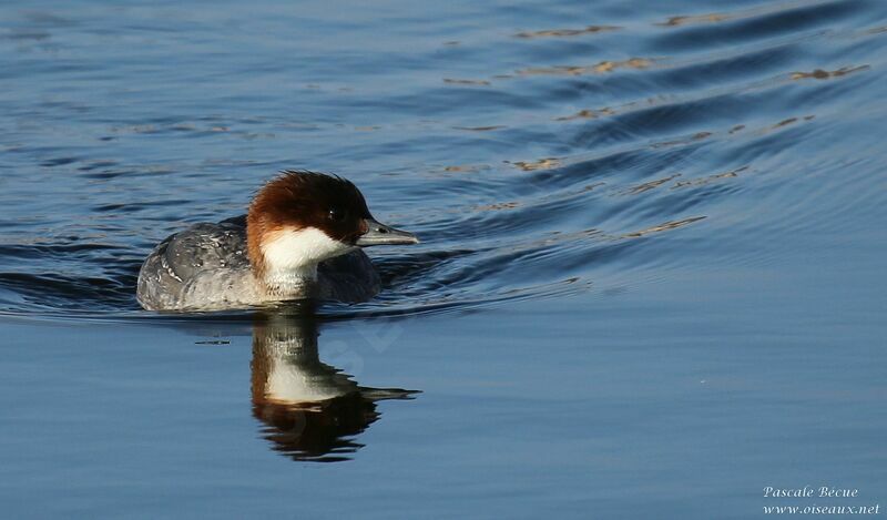 Smew female adult