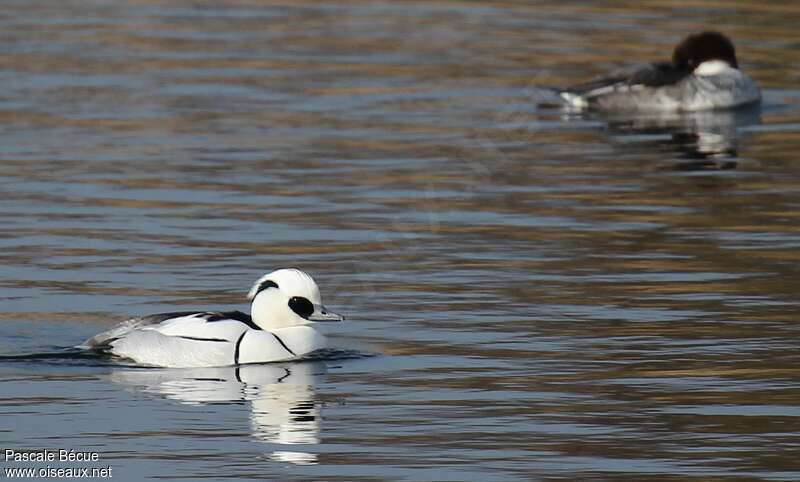 Smew male adult breeding, pigmentation, swimming