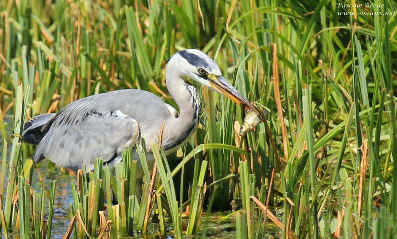 Grey Heronadult, feeding habits