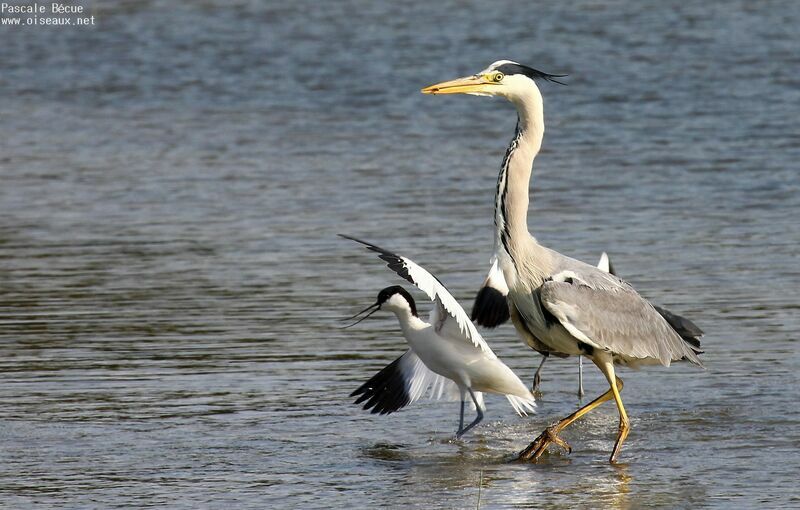 Grey Heronadult breeding