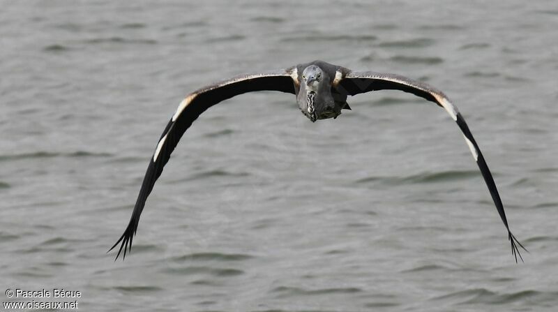 Grey Heronadult, Flight