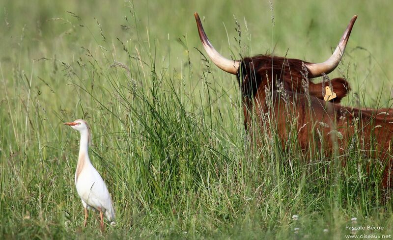 Western Cattle Egretadult breeding