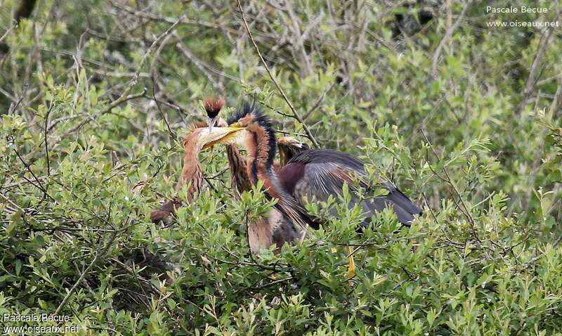 Purple Heron, habitat, eats, Reproduction-nesting, Behaviour