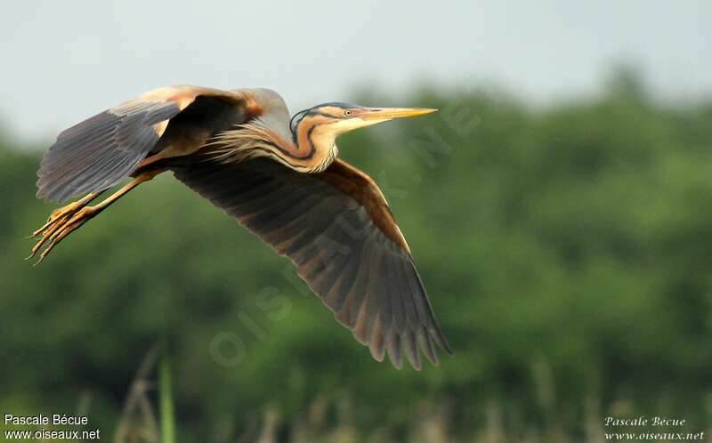 Purple Heronadult, Flight