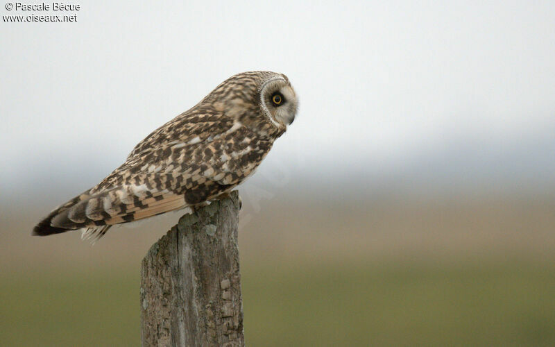 Hibou des maraisadulte