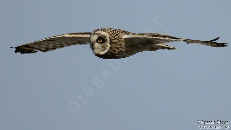 Hibou des maraisadulte, Vol