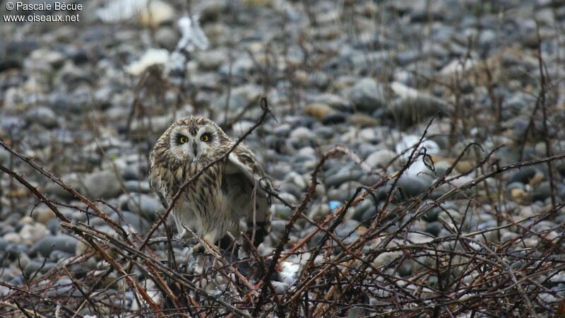 Hibou des marais