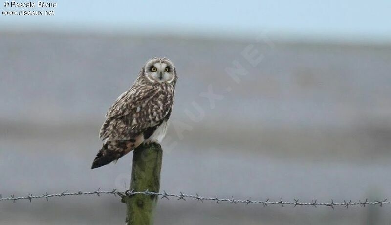 Hibou des maraisadulte