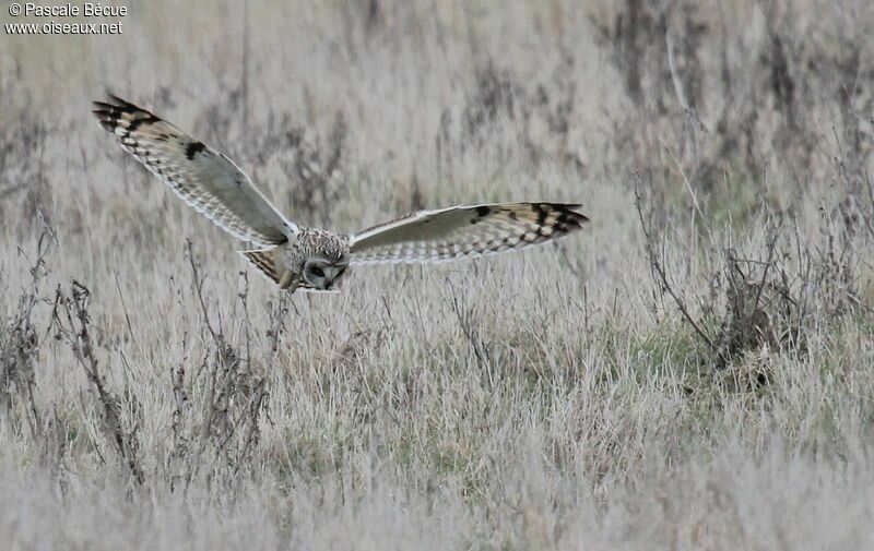 Short-eared Owladult