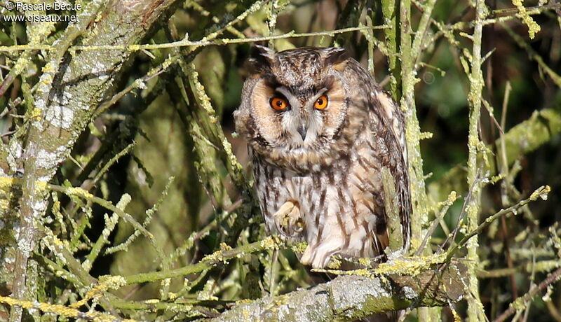 Long-eared Owladult