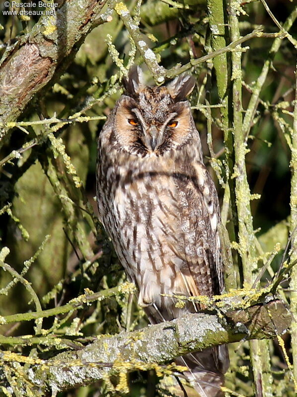 Hibou moyen-ducadulte