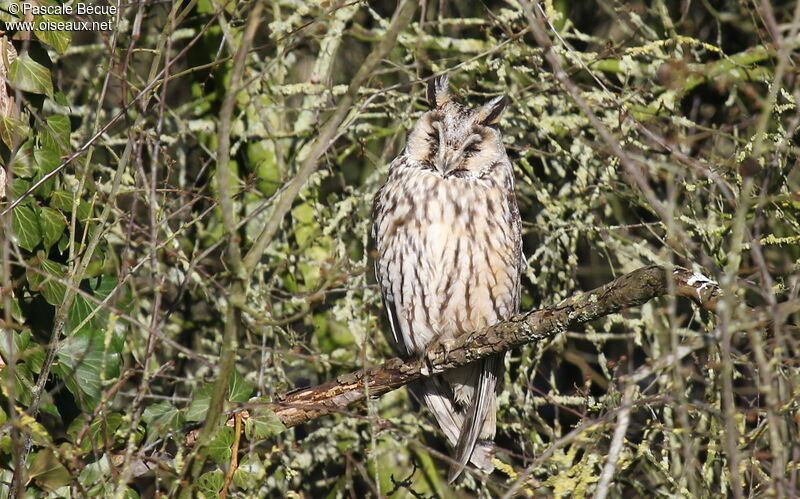 Hibou moyen-duc