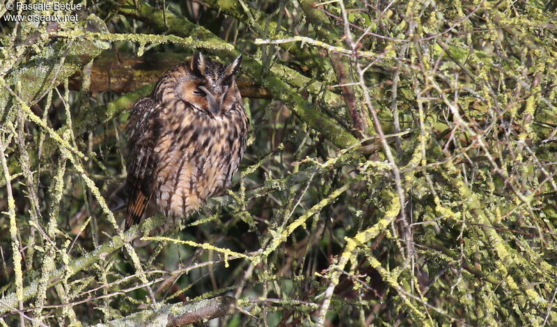 Hibou moyen-ducadulte