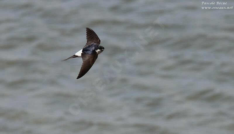 Western House Martinadult, Flight