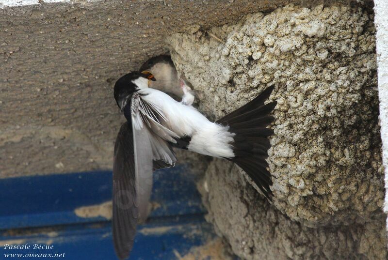 Western House Martin, Behaviour