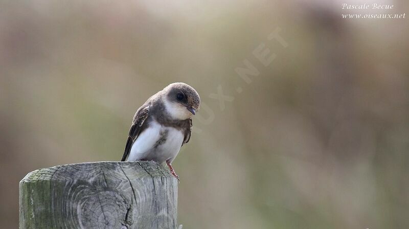 Sand Martin