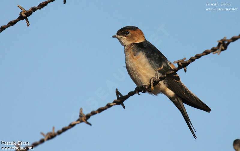 Hirondelle rousselinejuvénile, identification