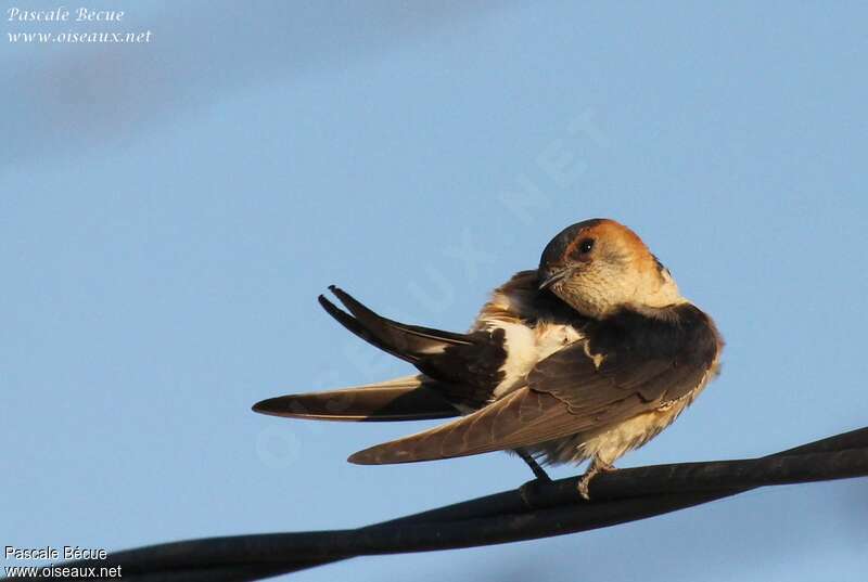 Red-rumped Swallowadult, care