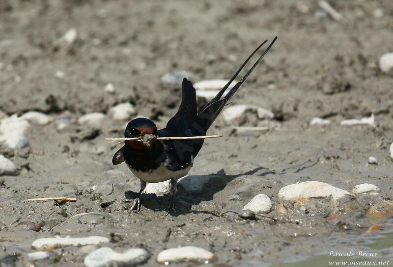 Barn Swallowadult