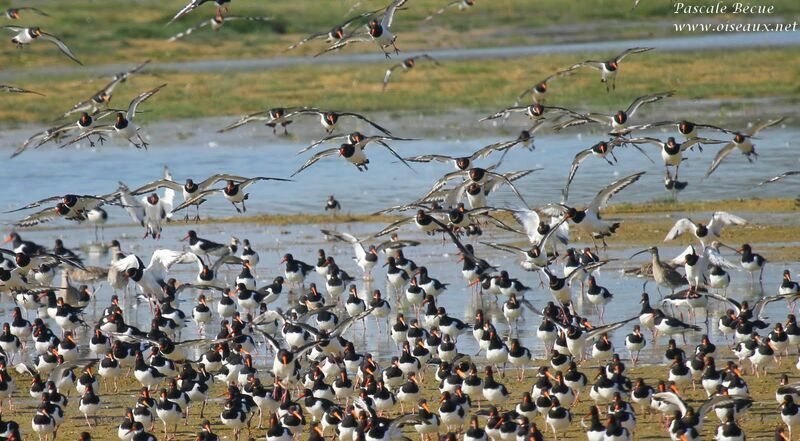 Eurasian Oystercatcher