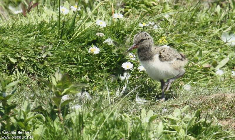 Eurasian OystercatcherPoussin, identification