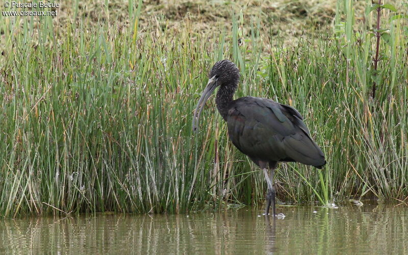 Glossy Ibis