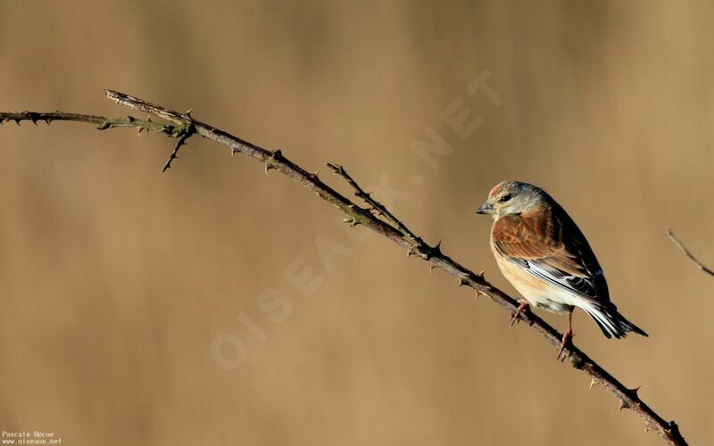 Common Linnet male adult