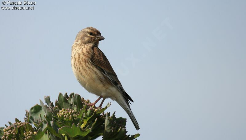 Common Linnet female adult