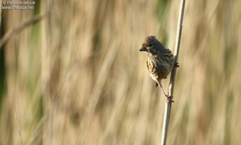 Common Linnet male immature