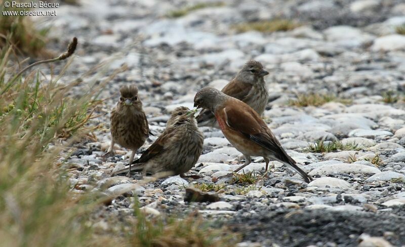 Common Linnet