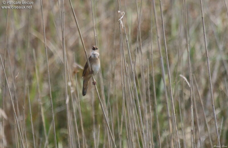 Savi's Warbler male adult breeding, identification, song