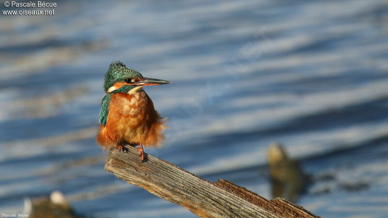 Common Kingfisher female adult, identification, aspect