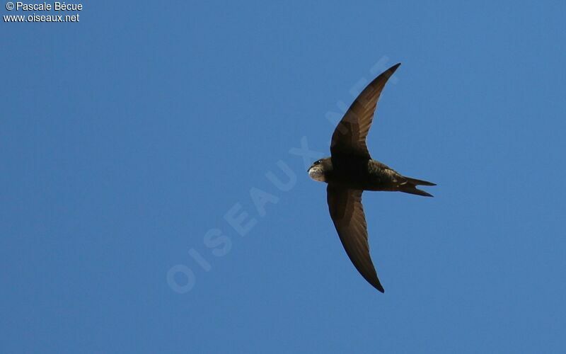 Common Swift, song