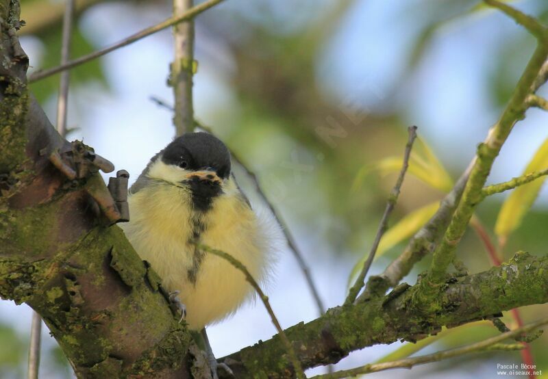 Mésange charbonnièrejuvénile