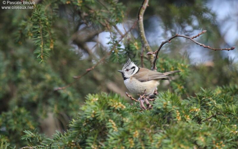 Mésange huppéeadulte