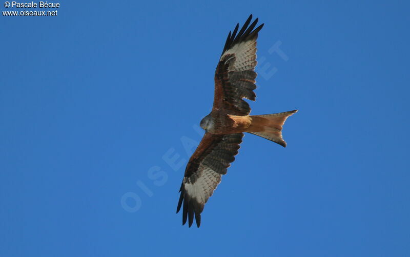 Red Kite, Flight