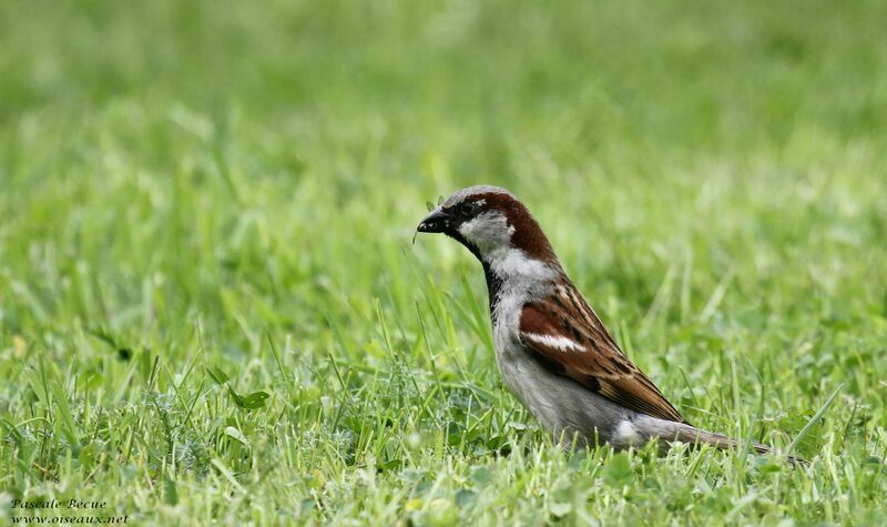 Moineau domestique mâle adulte