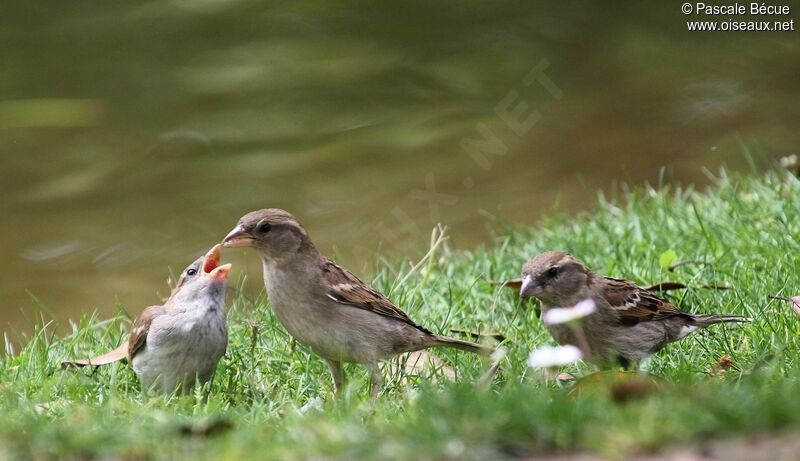 Moineau domestique