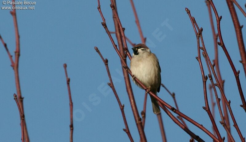 Moineau friquetadulte