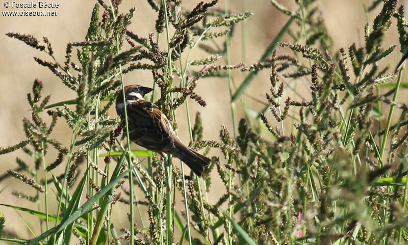 Eurasian Tree Sparrowadult