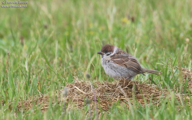 Moineau friquetjuvénile, identification