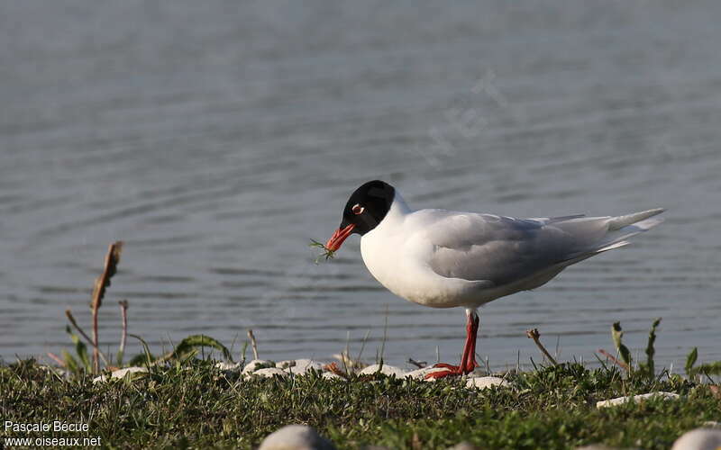 Mediterranean Gulladult breeding, identification