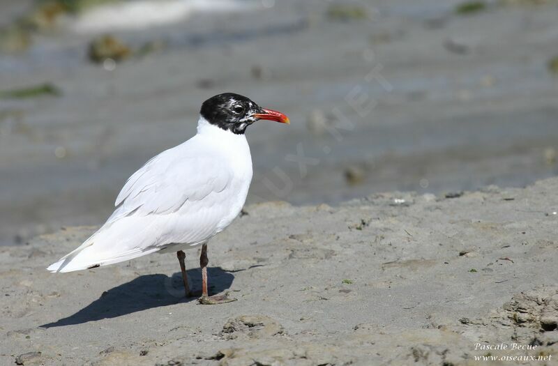 Mouette mélanocéphaleadulte